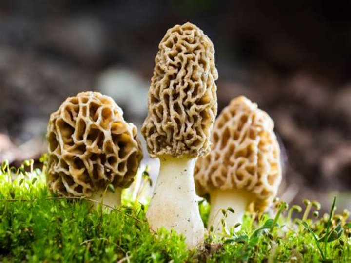 Bénédict Morel Bénédict Morel