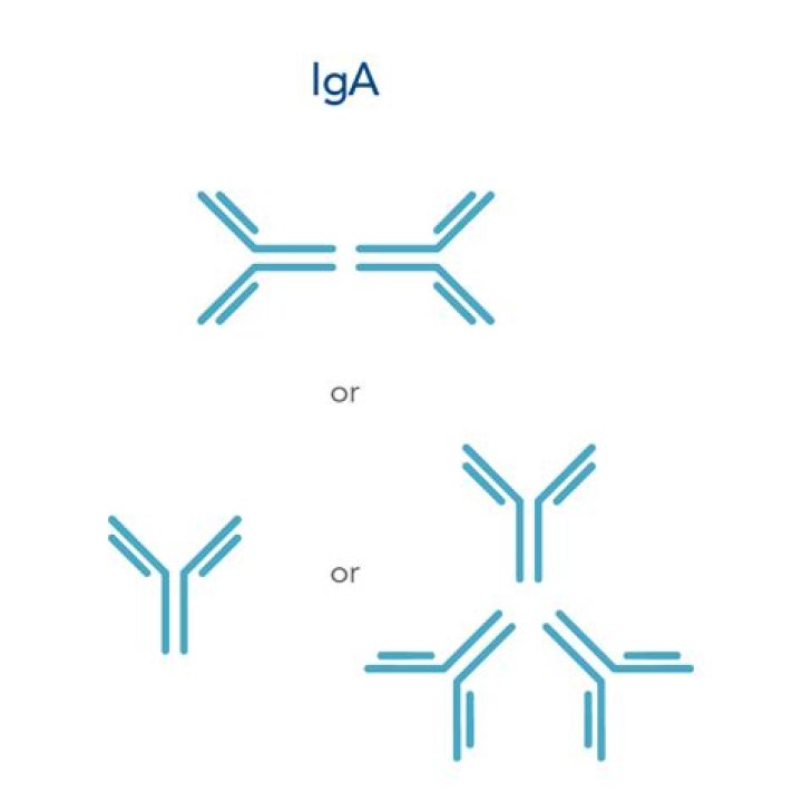 IgA Described as "Tuner" in Microbe Interaction Regulation