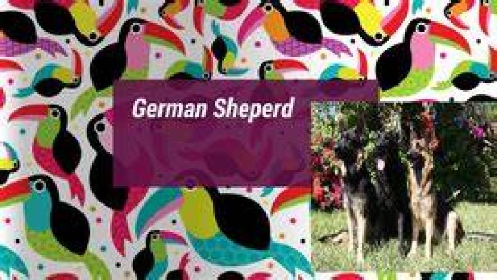 sheperd11