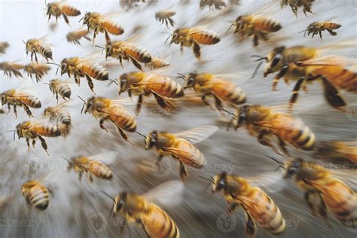 Swarm