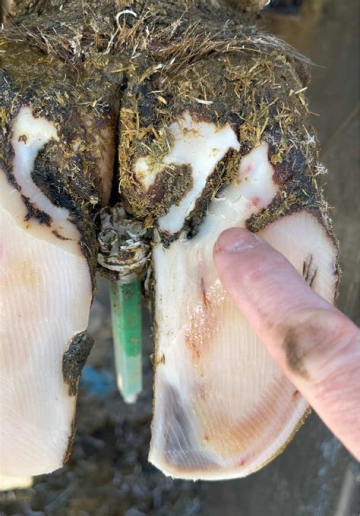 What could Nate the Hoof Guy buy with $1.55 million?